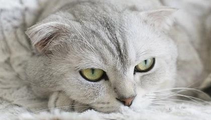 保山医保现金报销多久到账的最新政策(2025年保山医保报销的钱是现金还是打卡分享)